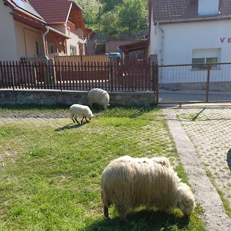 Bé-la * Szomolya